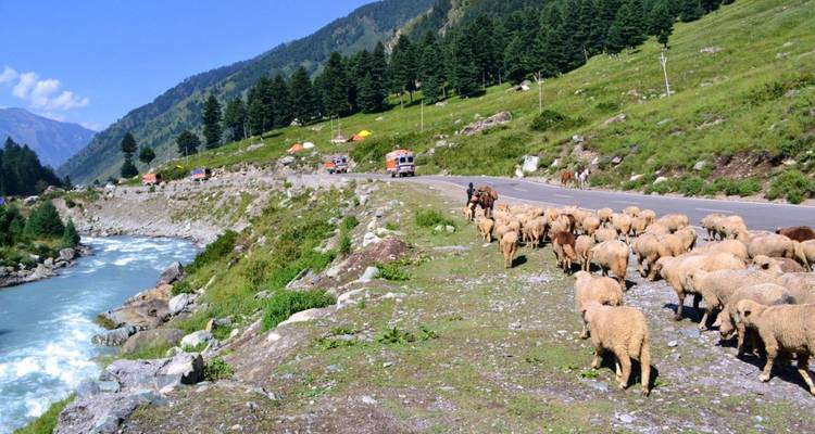 Schafherde, die sich entlang einer Gebirgsstraße am Flussufer mit Kiefernwald und schnellem Bach bewegt.