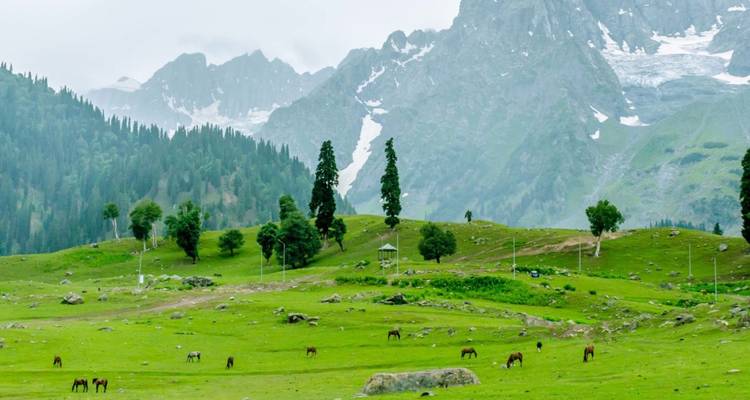 Suave pasto verde salpicado de caballos pastando bajo picos grises dentados con nieve persistente.
