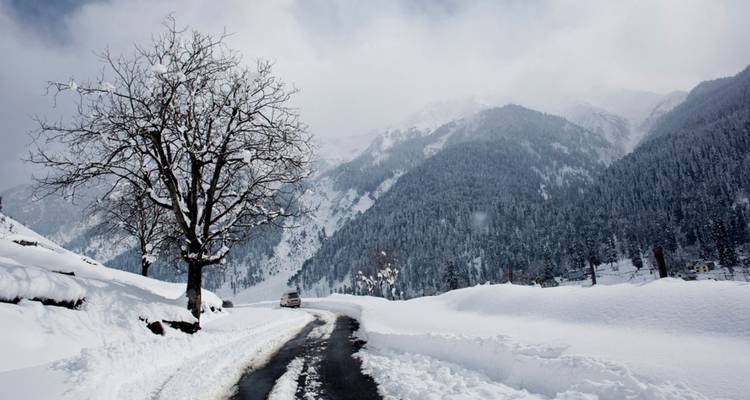 Carretera pavimentada solitaria serpenteando a través de nieve fresca profunda con un árbol desnudo, montañas dramáticas cubiertas de pinos desvaneciéndose en la niebla