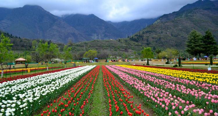 De vastes rangées de tulipes multicolores s'étendant vers des montagnes brumeuses sous un ciel nuageux