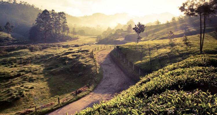 Lever de soleil brumeux sur les plantations de thé vallonnées avec un sentier de terre sinueux dans les collines de Munnar.