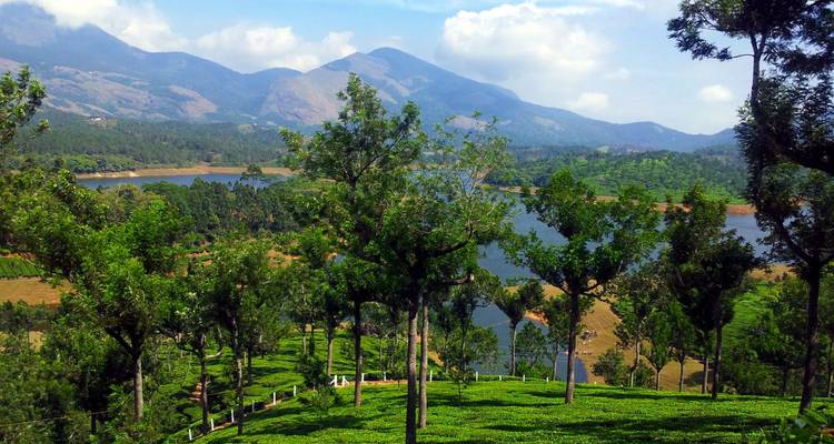 Des jardins de thé luxuriants et de grands arbres surplombent un lac scintillant avec un décor de montagnes.