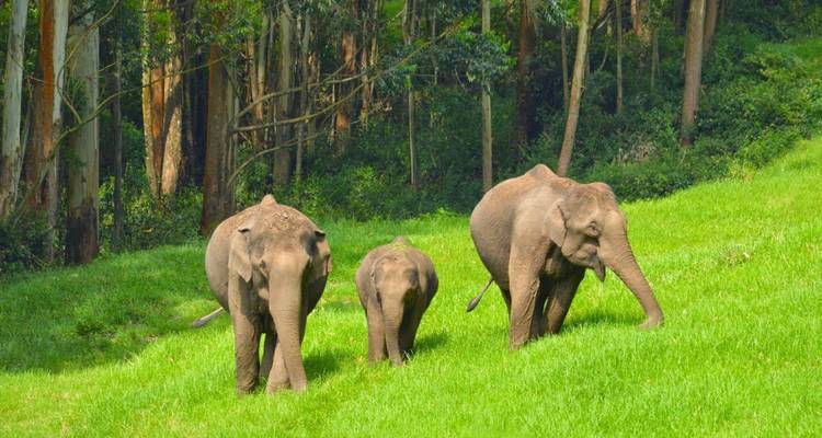 Trois éléphants d'Asie broutant sur l'herbe vert vif à la lisière de la forêt.