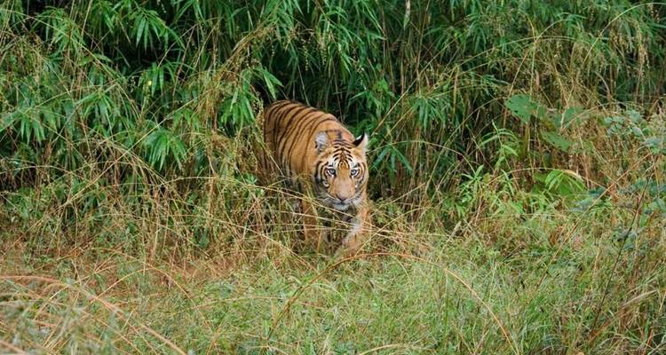 Bengaltiger taucht vorsichtig aus dichtem Bambusdickicht in der Wildnis auf