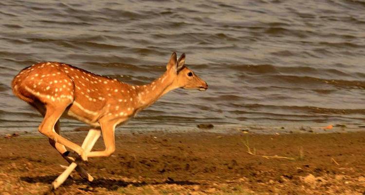 Gepunkteter Hirsch sprintet entlang schlammigem Seeufer mit Wasser, das dahinter kräuselt
