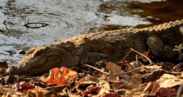 Großes Krokodil ruht getarnt zwischen trockenen Blättern am Flussufer mit kräuselndem Wasser daneben