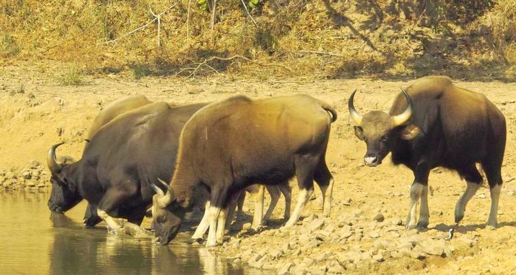 Herde indischer Gaurs trinkt an Wasserloch in trockener Waldlandschaft