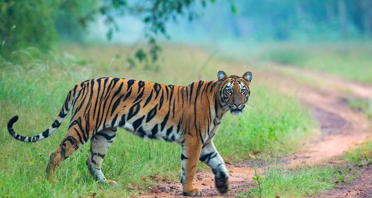Ein Bengaltiger schreitet über einen grünen Waldweg und blickt zur Kamera.