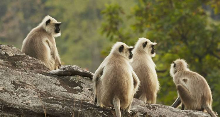 Vier graue Langur-Affen sitzen auf einem Felsvorsprung, umgeben von grünem Wald.