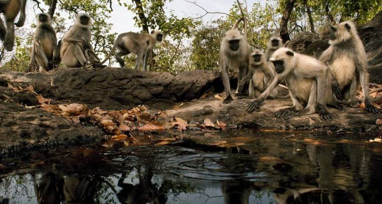 Eine Truppe Langur-Affen trinkt aus einem Waldtümpel, umgeben von herabgefallenen Blättern und Gestein.
