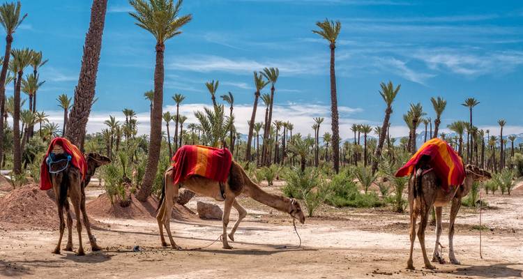 Drei gesattelte Kamele ruhen unter hohen Palmen in der Palmeraie von Marrakesch unter blauem Himmel.