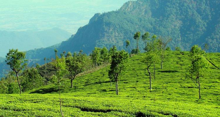 Endless bright green tea plantations covering rolling hills under hazy mountains.