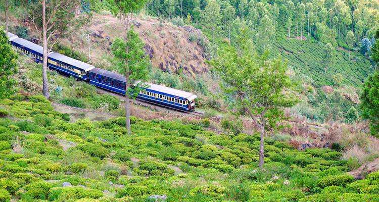 Narrow gauge train winds through bright green tea bushes on mountain slope.