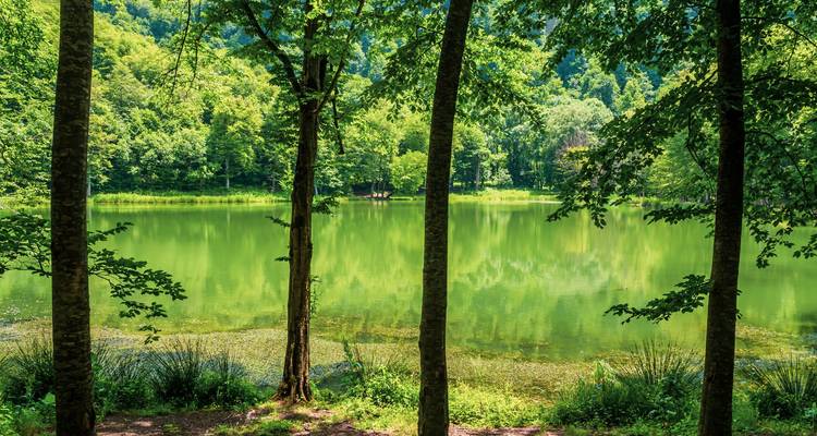 Üppiger grüner Wald spiegelt sich in einem ruhigen See wider, der von hohen Bäumen im Vordergrund eingerahmt wird