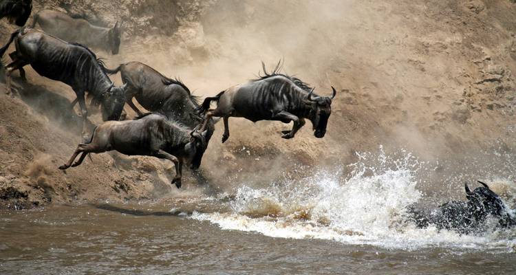 Gnous bondissant dans une rivière au milieu d'éclaboussures d'eau et de nuages de poussière
