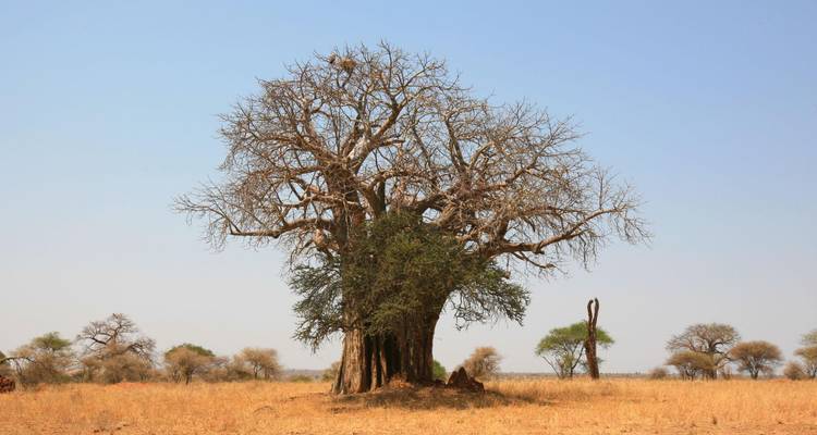 Lonely baobab tree standing in a dry savannah landscape under clear sky