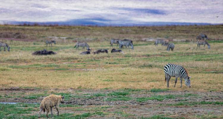 Hyena prowling while zebras graze on an open plain beneath a hazy sky