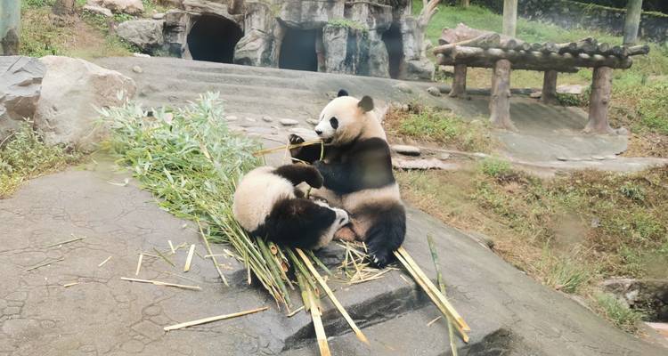 Dos pandas gigantes se sientan sobre tallos de bambú masticando contentos dentro de un recinto del zoológico.