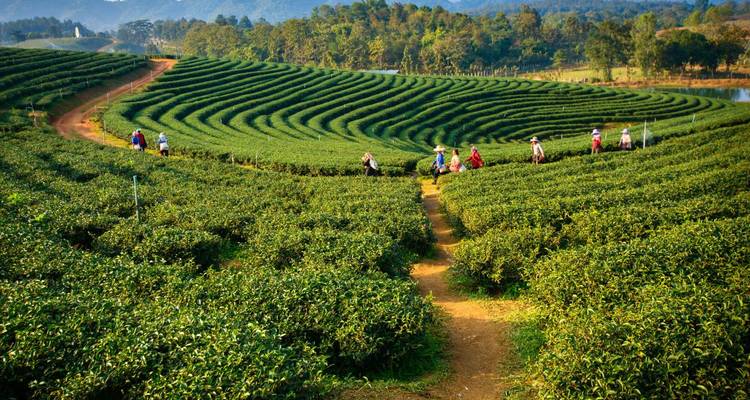 Arbeiter bewegen sich auf gewundenen Pfaden durch ausgedehnte, gepflegte Teeplantagen unter sanftem Licht.