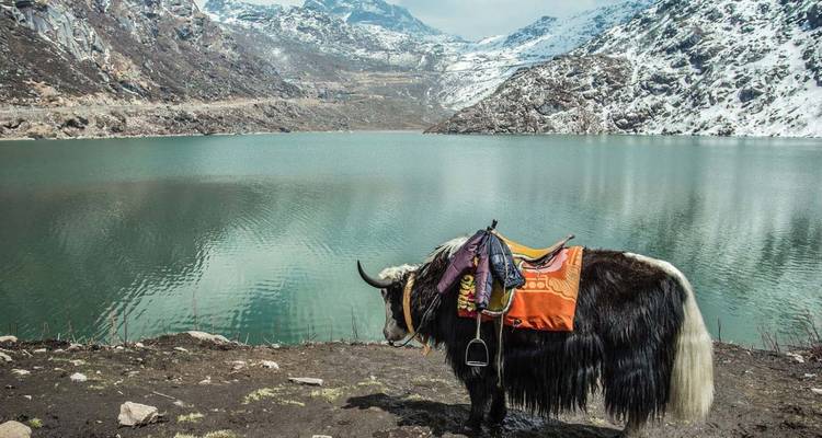 Ein gesattelter Yak steht neben den türkisfarbenen Gewässern des schneeumrandeten Tsomgo-Sees.