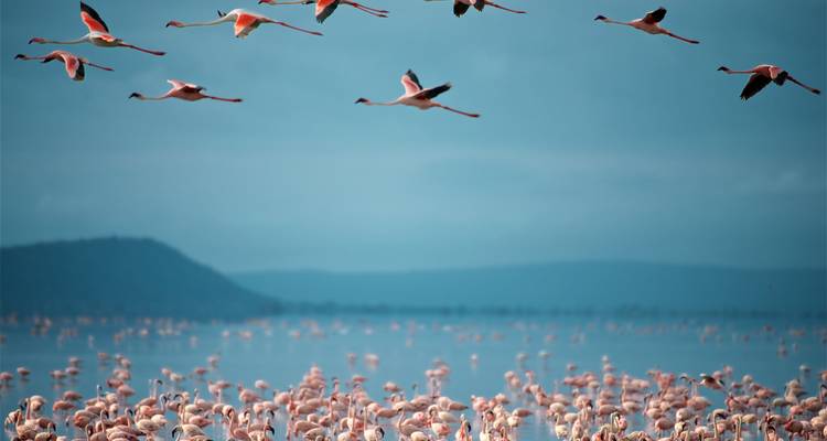 Schwarm von Flamingos, der bei Sonnenaufgang über eine riesige Ansammlung auf einem blauen See fliegt