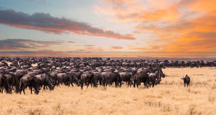 Massive Herde von Gnus, die auf goldener Savanne unter farbenfrohem Sonnenuntergangshimmel grasen
