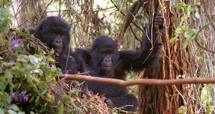 Zwei junge Gorillas ruhen zwischen Ranken und moosbewachsenen Bäumen im dichten Wald
