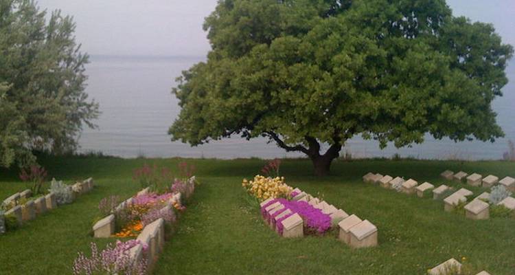 Seaside cemetery plots adorned with colorful wildflowers beneath a leafy tree.