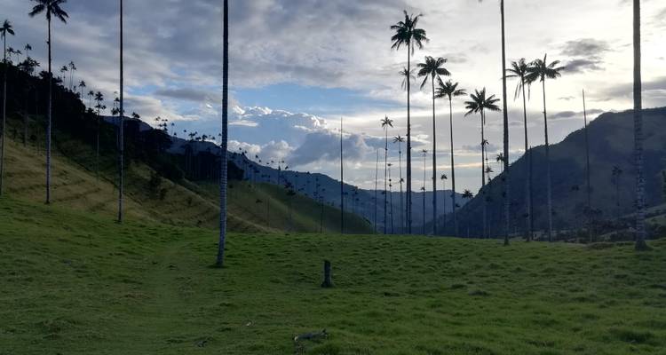 Vallée verdoyante parsemée de majestueux palmiers à cire dominant la chaîne de montagnes des Andes