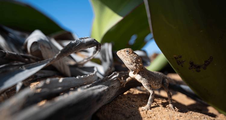 Petit lézard du désert se tient en alerte parmi les feuilles sèches contre un ciel bleu vif.