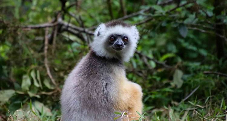 Un gros plan d'un lémurien aux yeux orange vif et à la fourrure grise douce regarde avec curiosité depuis le feuillage luxuriant de la forêt.