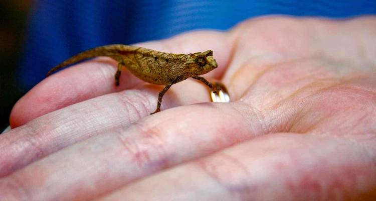 Un minuscule caméléon brun repose sur la paume d'une personne, mettant en valeur sa taille miniature et ses détails délicats.