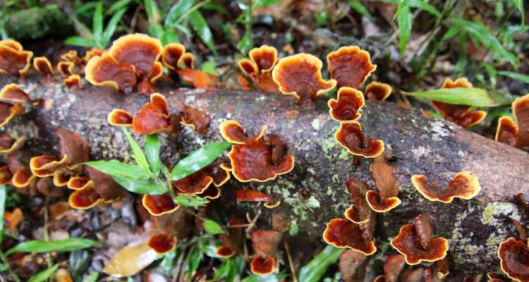 Des champignons orange vif et jaunes forment des motifs ondulés le long d'une bûche humide de la forêt sur le sol de la jungle.