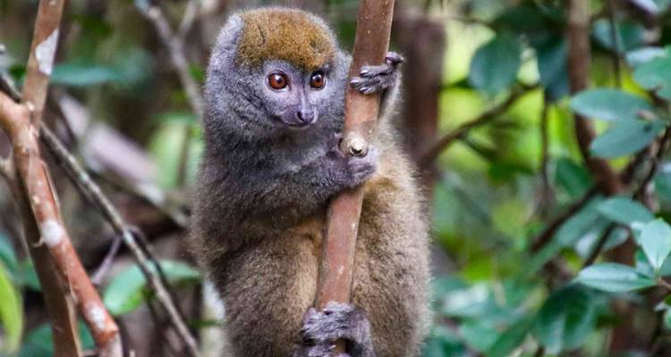 Un lémurien bambou s'accroche à une branche verticale, les yeux écarquillés au milieu d'un feuillage vert dense.