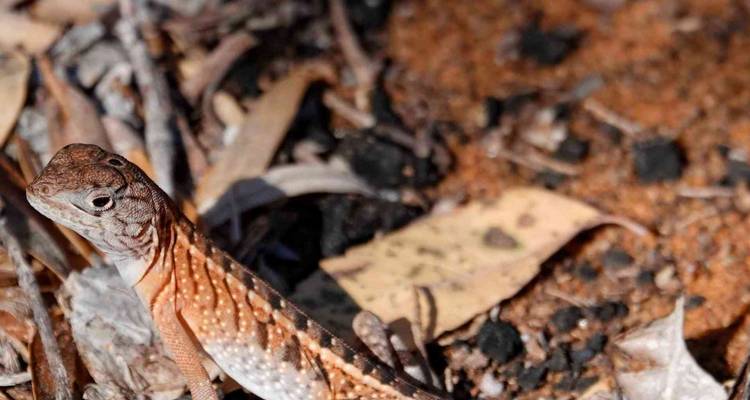 Un petit lézard à motifs se fond dans la litière de feuilles sèches et le sol de la forêt.