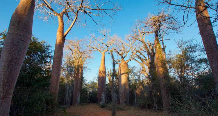 Des baobabs imposants s'élèvent vers un ciel bleu limpide, leurs troncs épais rayonnant dans la lumière de fin de journée.