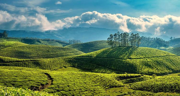 Rollende grüne Teeplantagen unter dramatischen Wolken und fernen Hügeln im goldenen Licht.