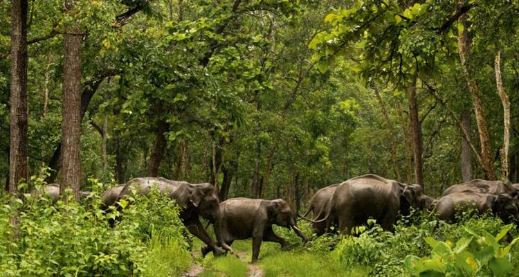 Elefantenherde, die durch einen üppigen grünen Waldweg wandelt.