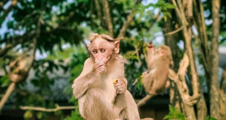 Gros plan d'un jeune singe tenant de la nourriture avec deux autres singes flous en arrière-plan feuillu.