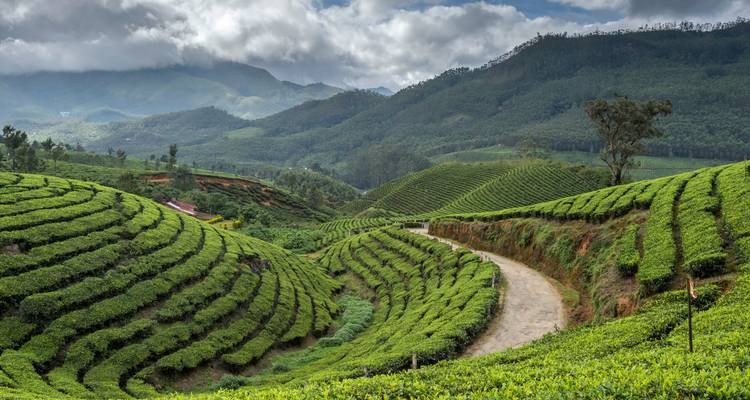 Des plantations de thé verdoyantes et en terrasses s'étendant sur des collines brumeuses avec un sentier sinueux à Munnar.