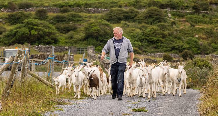 Shepherd guiding a herd of white goats along a rural Irish lane bordered by stone walls
