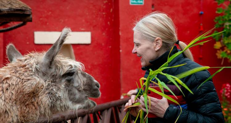 Visiteur souriant en nourrissant un lama avec des feuilles vertes fraîches devant un mur d'adobe rouge