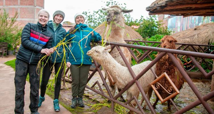 Voyageurs posant avec des lamas et des alpagas mangeant des tiges dans un enclos extérieur