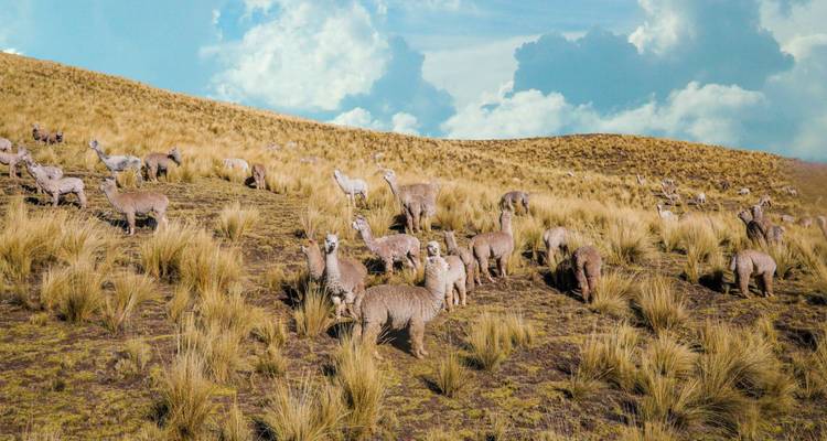 Rebaño de alpacas pasta en una ladera herbosa dorada bajo un cielo parcialmente nublado.