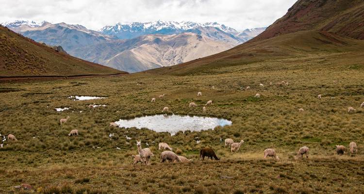 Pradera de gran altitud con estanques y alpacas pastando enmarcada por los Andes nevados.