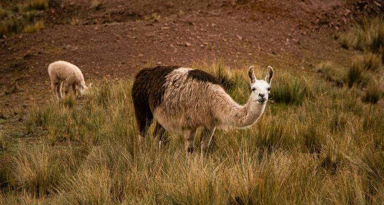 Retrato cercano de una llama curiosa parada entre matas de hierba.