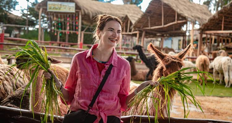 Mujer sonriente sosteniendo hierba fresca para alimentar adorables alpacas en una granja rural andina