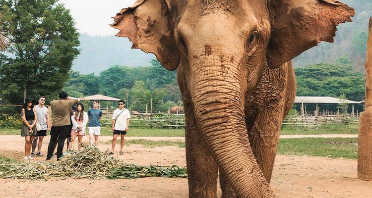 Massive Asian elephant stands foreground while small group of tourists observe at a sanctuary with forested hills.