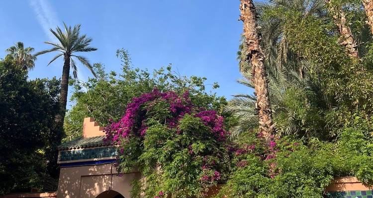 Lush garden with bougainvillea, tall palms and a salmon-coloured wall beneath a clear sky.