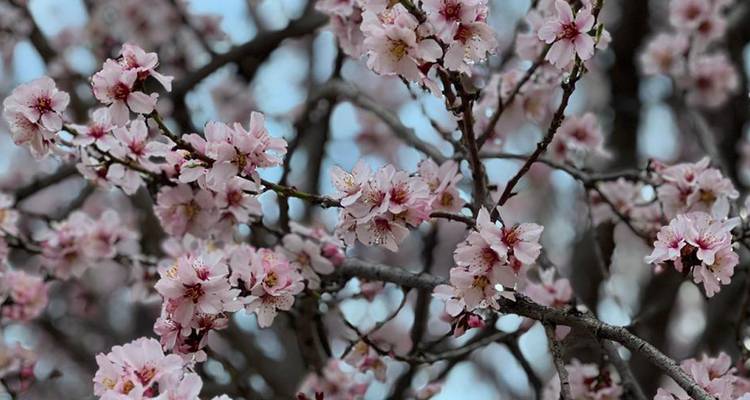 Delicate pink cherry blossoms in full bloom against a soft sky.
